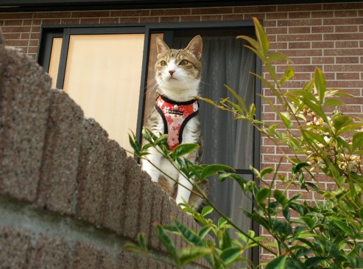ツユリさんの愛猫　マリンちゃん