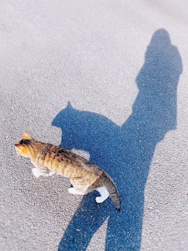 ツユリさんの愛猫　マリンちゃん