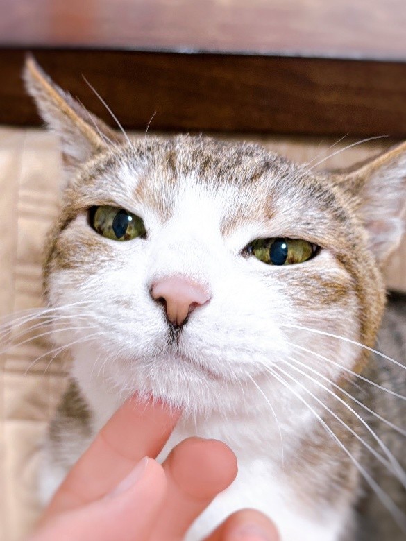 ツユリさんの愛猫　マリンちゃん