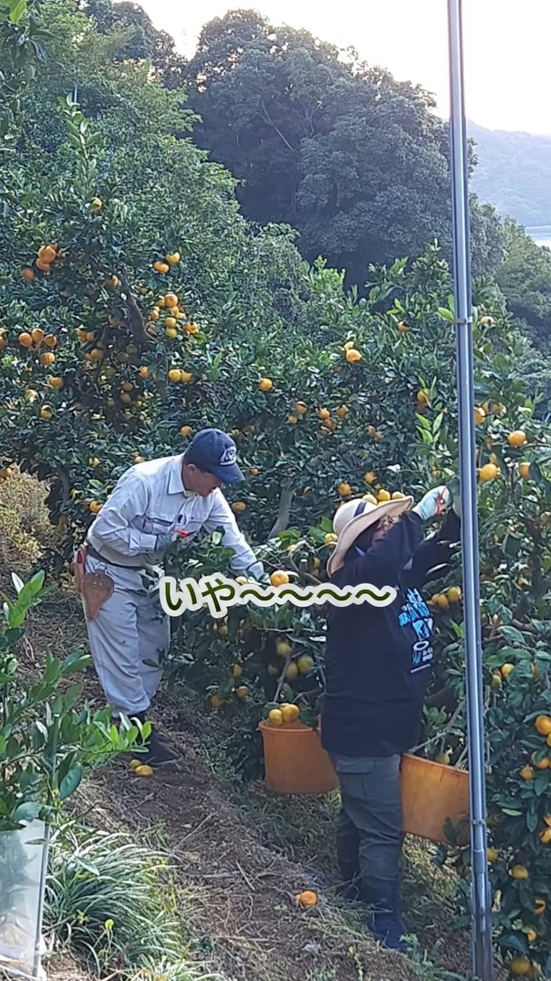 みかん農園