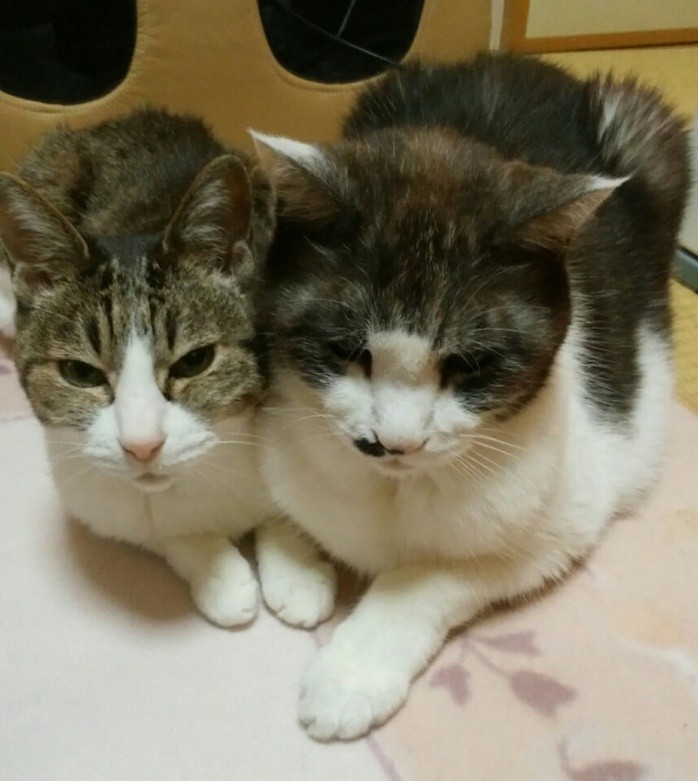 あやさんの愛猫ゆずちゃん