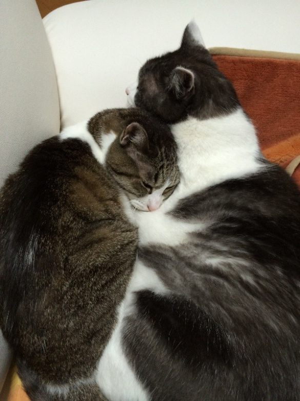 あやさんの愛猫ゆずちゃん