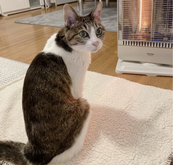 あやさんの愛猫ゆずちゃん