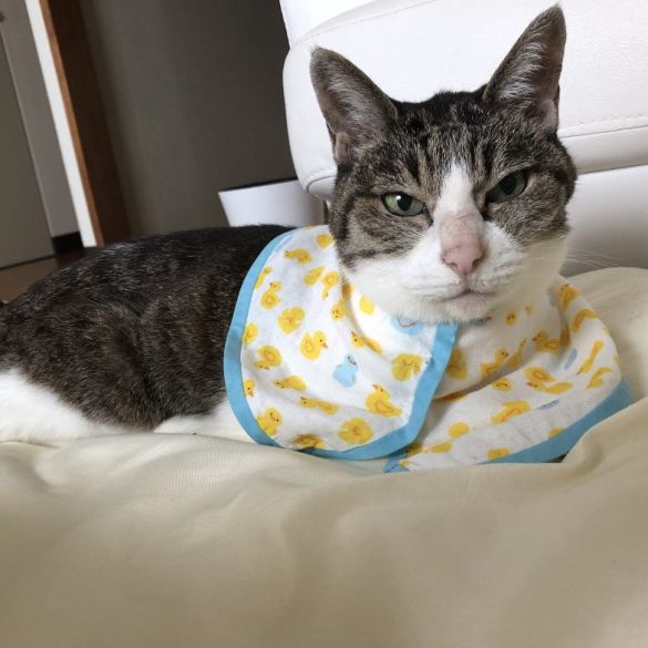 あやさんの愛猫ゆずちゃん