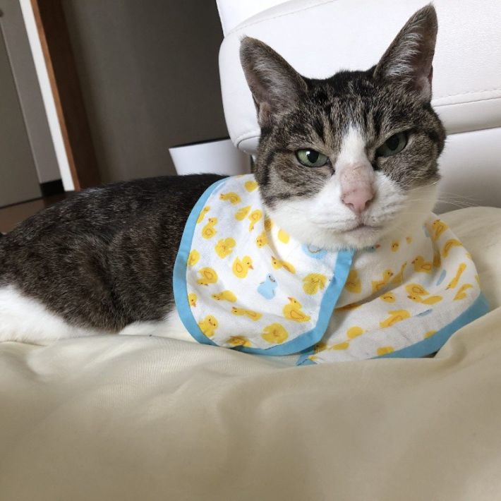 あやさんの愛猫ゆずちゃん