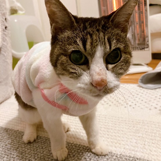 あやさんの愛猫ゆずちゃん