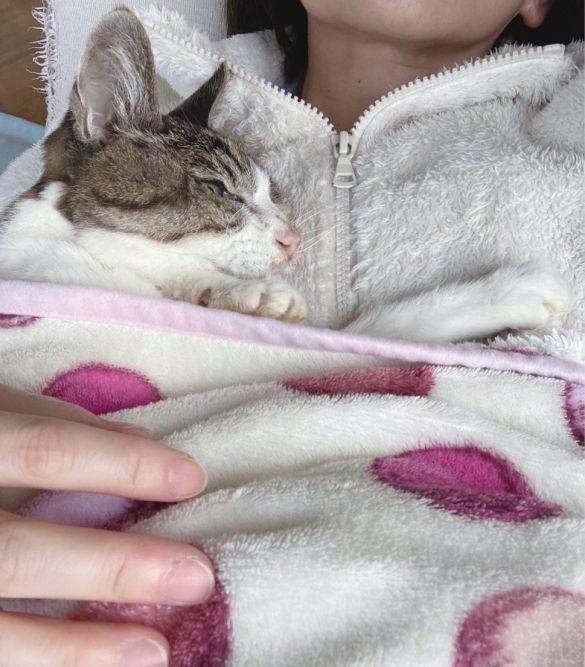 あやさんの愛猫ゆずちゃん