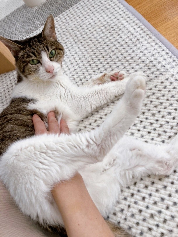 あやさんの愛猫ゆずちゃん
