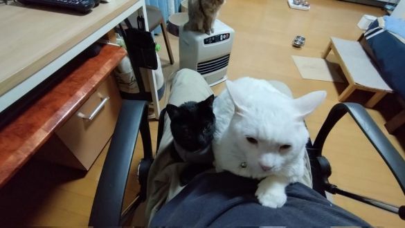 保護ネコ