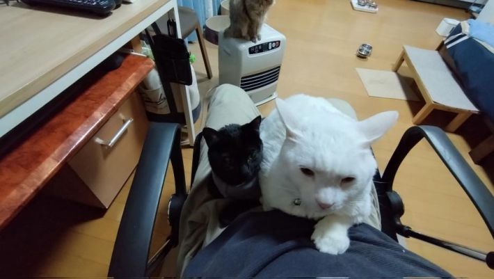 保護ネコ