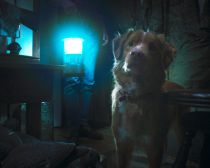 GOODBOY