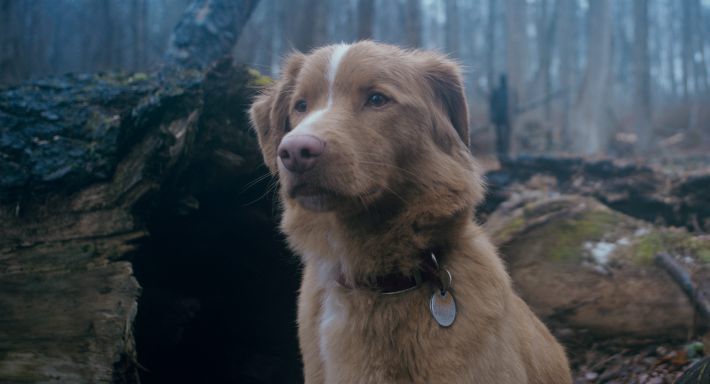 GOODBOY