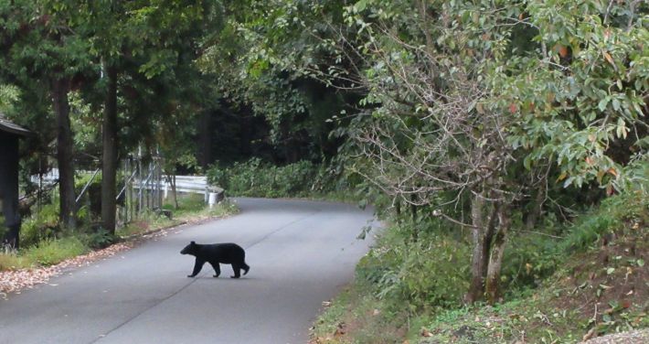 道路を横断するニホンツキノワグマ