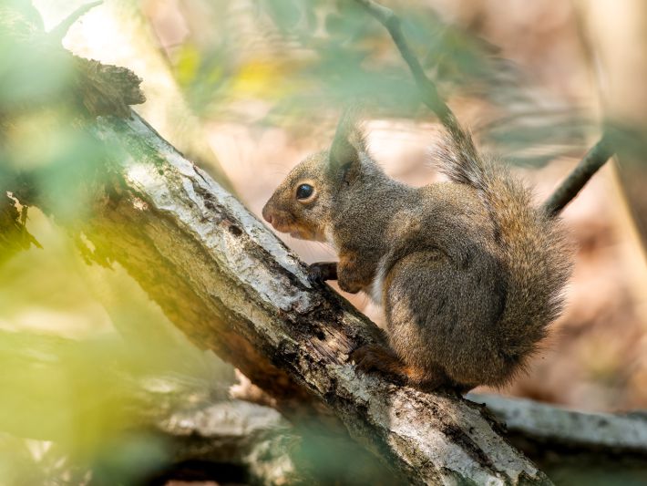 木の実を食べるニホンリス
