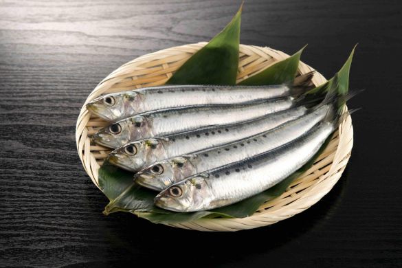 イワシ